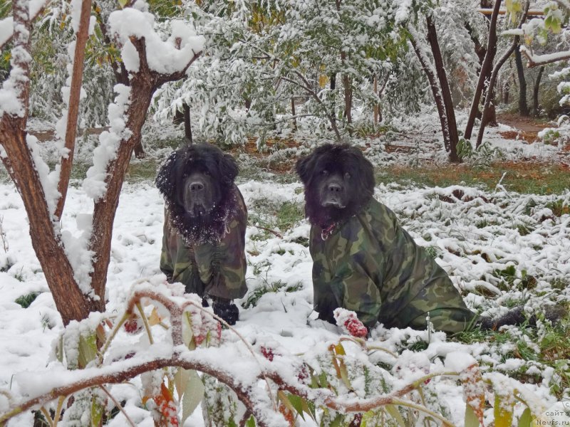Фото: ньюфаундленд Jenev'ev Garni Ledyen (Женевьев Гарни Ледэн), ньюфаундленд Sent Djons Ulla for Kara Ayular (Сент Джонс Улла для Кара Аюлар)
