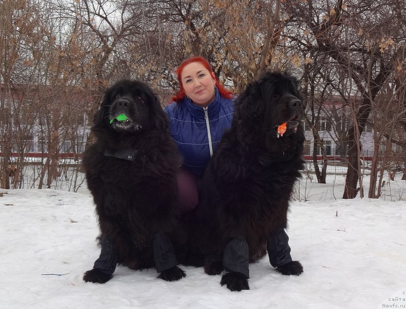 Фото: ньюфаундленд Jenev'ev Garni Ledyen (Женевьев Гарни Ледэн), ньюфаундленд Sent Djons Ulla for Kara Ayular (Сент Джонс Улла для Кара Аюлар), Viktoriya Gagarina (Виктория Гагарина)