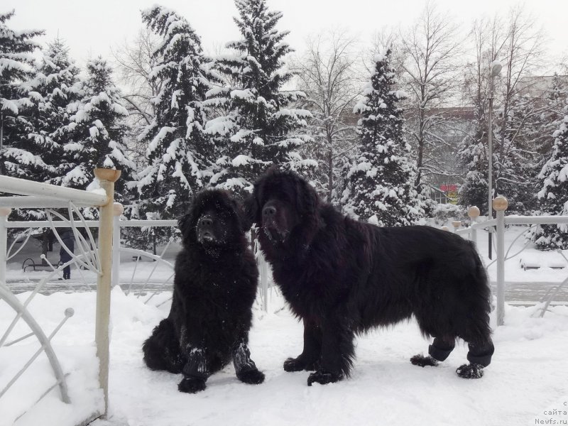 Фото: ньюфаундленд Jenev'ev Garni Ledyen (Женевьев Гарни Ледэн), ньюфаундленд Sent Djons Ulla for Kara Ayular (Сент Джонс Улла для Кара Аюлар)