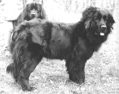 Фото: ньюфаундленд Rayda (Райда)