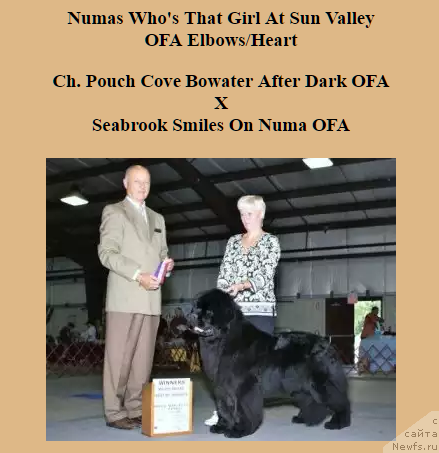 Фото: ньюфаундленд Numas Who's That Girl at Sun Valley