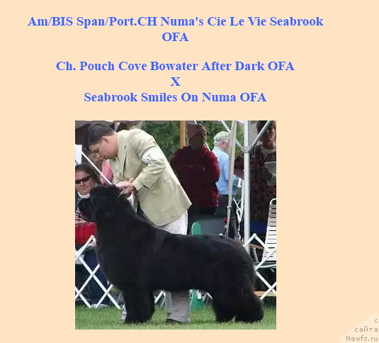 Фото: ньюфаундленд Numas C'est La Vie Seabrook