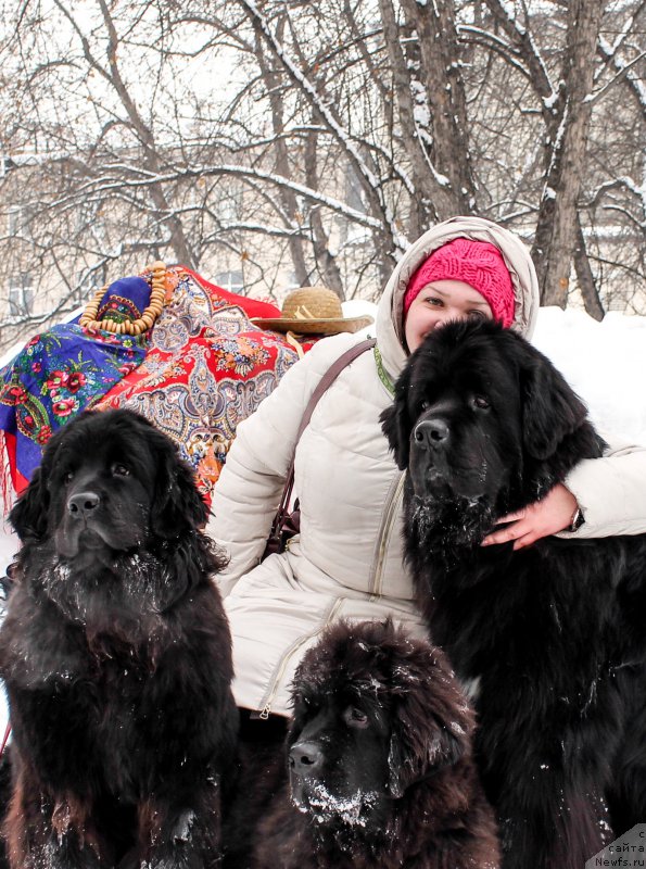 Фото: ньюфаундленд Fiamettahauz Tsikneus (Фиаметтахауз Цикнеус), ньюфаундленд Remi Martin Lui is Antagrada (Реми Мартин Луи из Антаграда), [d10223] и наш фотограф Ольга