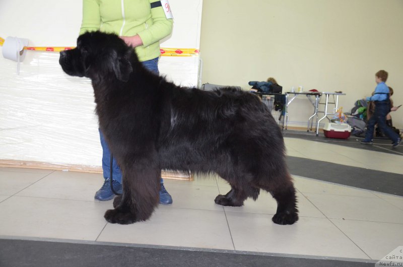 Фото: ньюфаундленд Super Premium Harmony (Супер Премиум Хармони)