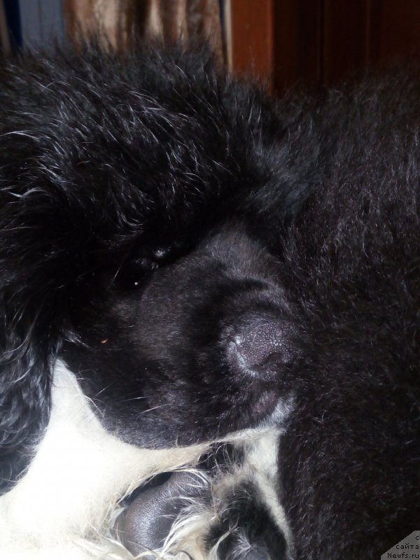 Фото: ньюфаундленд Rovena Vayt Levado (Ровена Вайт Левадо)