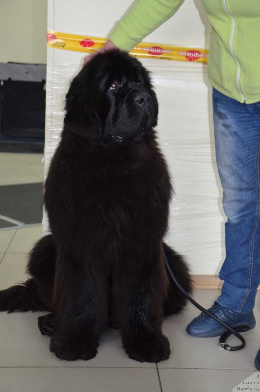 Фото: ньюфаундленд Super Premium Harmony (Супер Премиум Хармони)