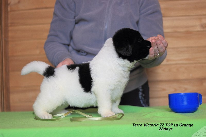 Фотография № 221216