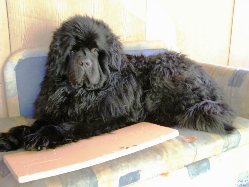 Фото: ньюфаундленд Jofrey of Mister Newf (Jofrey of Mister Newf)