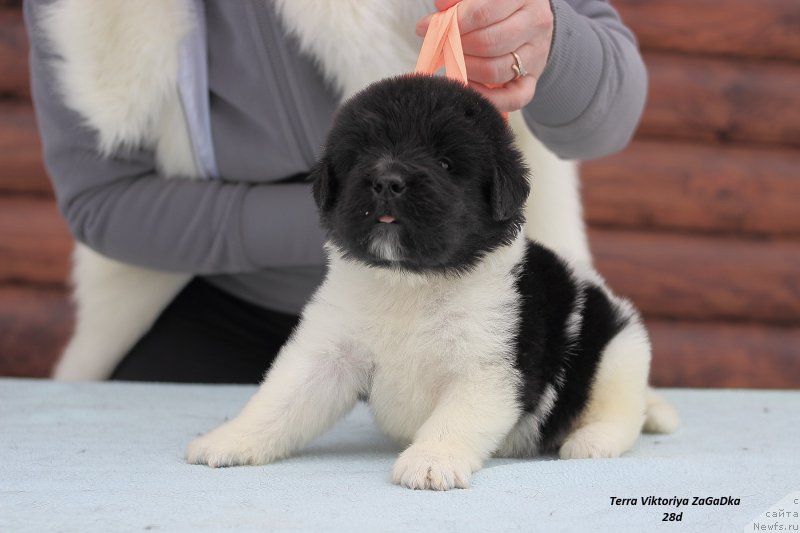 Фотография № 221220