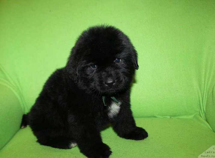 Фото: зеленый, ньюфаундленд Lunnaya Sonata Dlya Elenyi Grand Byebi (Лунная Соната Для Елены Гранд Бэби)