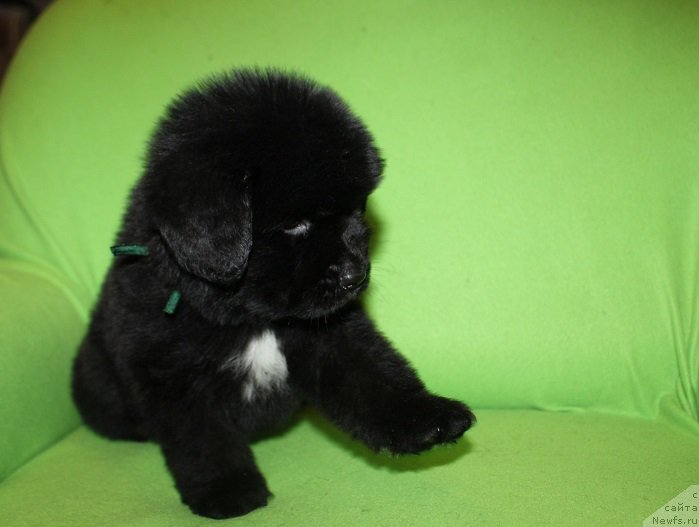 Фотография № 221222