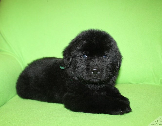 Фотография № 221223