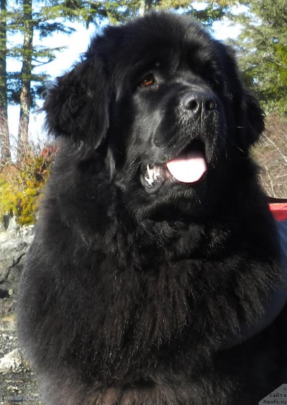Фото: ньюфаундленд Chernaya Mafia Аngel Among Us (Черная Мафия Ангел Амонг Ус)