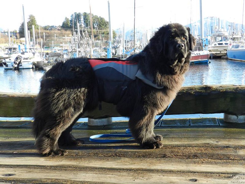 Фото: ньюфаундленд Chernaya Mafia Аngel Among Us (Черная Мафия Ангел Амонг Ус)