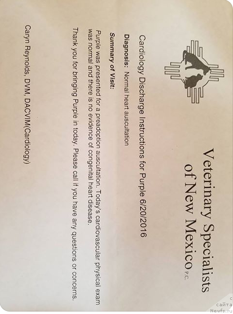 Фото: ньюфаундленд Callistos Black Tulip