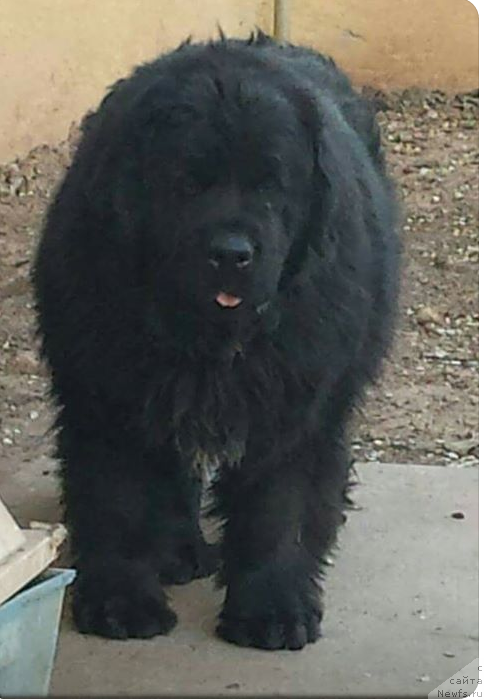 Фото: ньюфаундленд Callistos Hollyberry