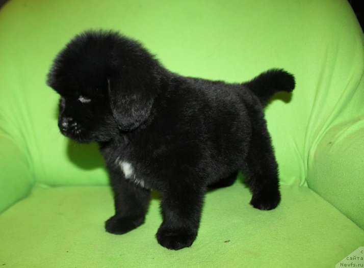 Фотография № 221232