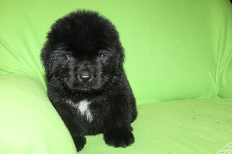 Фото: хаки, ньюфаундленд Lunnaya Sonata Dlya Elenyi Grand Byebi (Лунная Соната Для Елены Гранд Бэби)