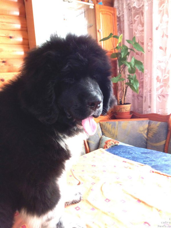 Фото: ньюфаундленд Rodeval'd fon Verner Norman (Родевальд фон Вернер Норман)