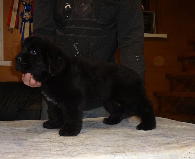 Фото: ньюфаундленд N'yufort Carskaya Doch' (Ньюфорт Царская Дочь)