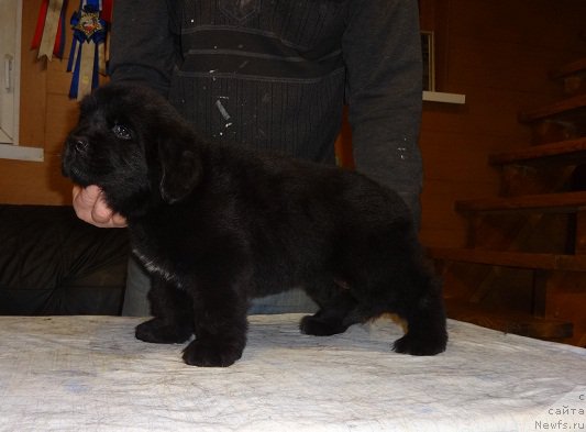Фото: ньюфаундленд N'yufort Carskaya Doch' (Ньюфорт Царская Дочь)