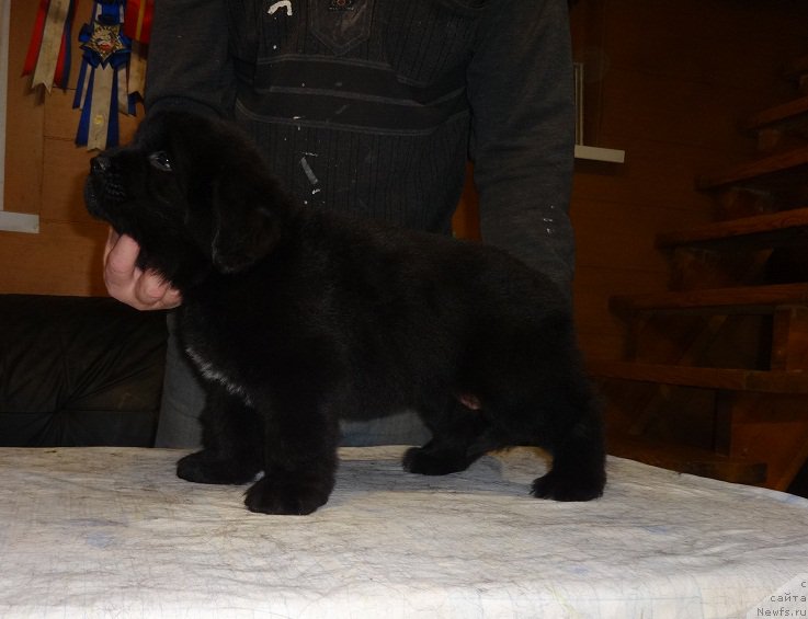 Фото: ньюфаундленд N'yufort Carskaya Doch' (Ньюфорт Царская Дочь)