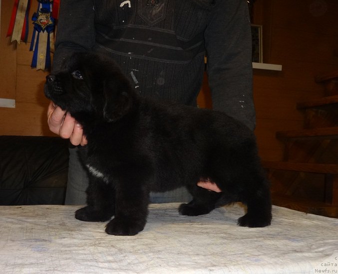 Фото: ньюфаундленд N'yufort Carskaya Doch' (Ньюфорт Царская Дочь)