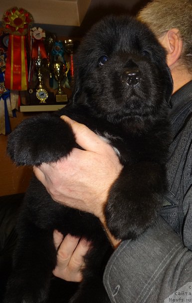 Фото: ньюфаундленд N'yufort Carskaya Doch' (Ньюфорт Царская Дочь)