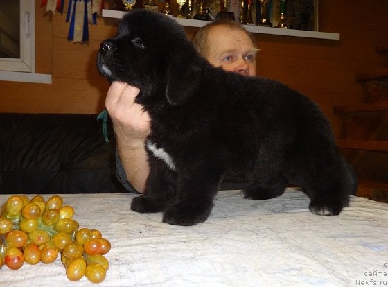 Фото: ньюфаундленд N'yufort Carskaya Doch' (Ньюфорт Царская Дочь)