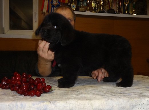 Фото: ньюфаундленд N'yufort Carskaya Doch' (Ньюфорт Царская Дочь)