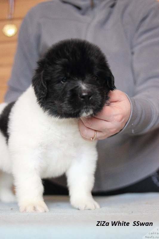 Фото: ньюфаундленд Callistos Blitzen