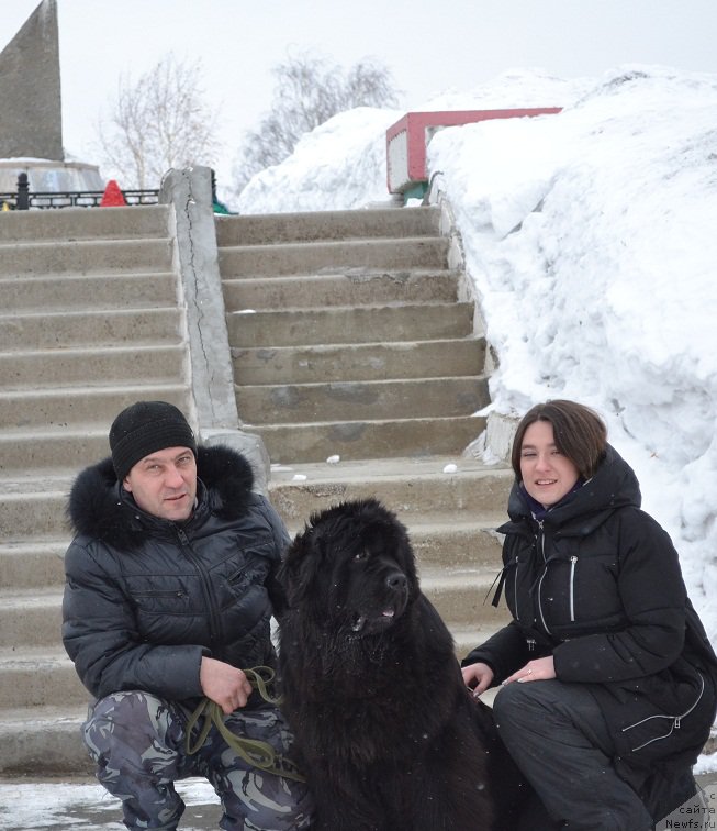 Фото: ньюфаундленд N'yufort Bavariya (Ньюфорт Бавария)