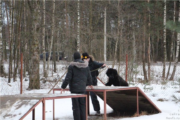 Фото: ньюфаундленд Chernaya Mafia Beauty Beyond Senses (Черная Мафия Беауту Беуонд Сенсес)