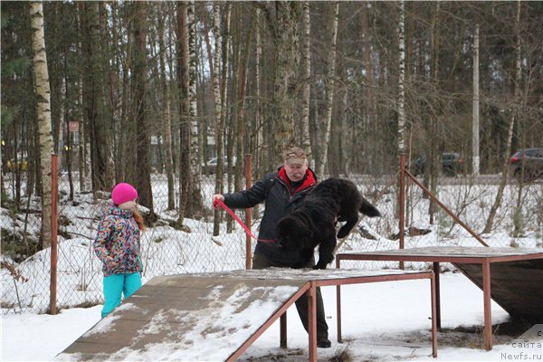 Фото: ньюфаундленд Chernaya Mafia Ball of Fire (Черная Мафия Балл оф Фире)