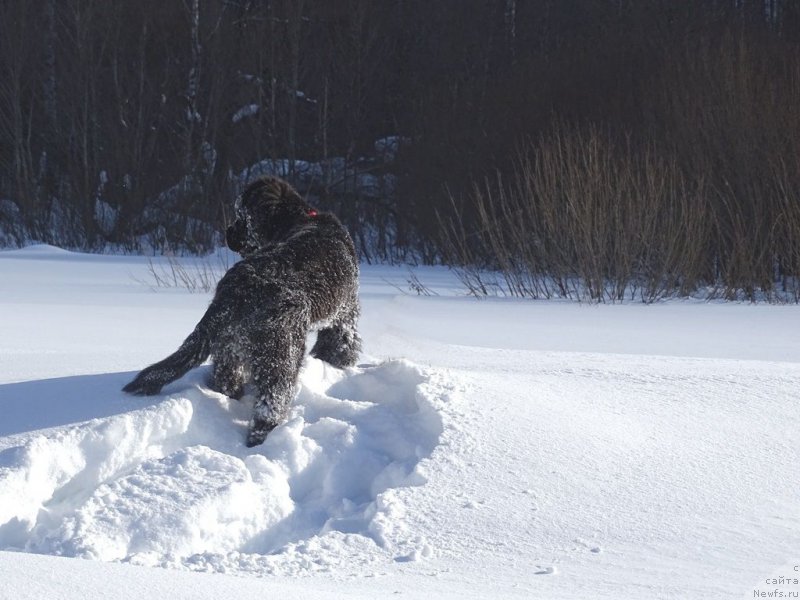 Фото: ньюфаундленд S'Nezhnaya Vjuga Van Gils Classik (С'Нежная Вьюга Ван Гилс Классик)
