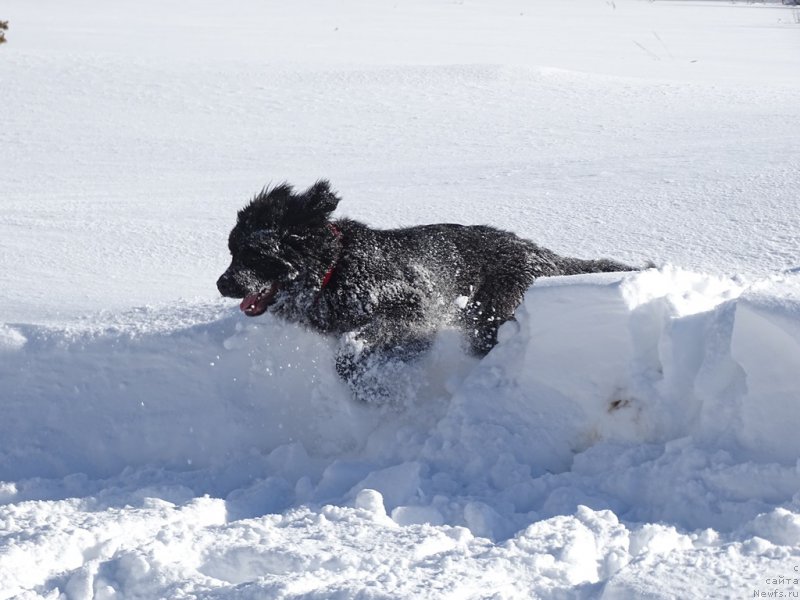 Фотография № 221271