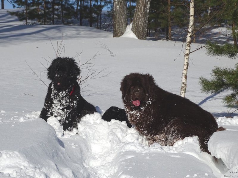 Фото: ньюфаундленд N'yufort Vivian (Ньюфорт Вивиан), ньюфаундленд S'Nezhnaya Vjuga Van Gils Classik (С'Нежная Вьюга Ван Гилс Классик)