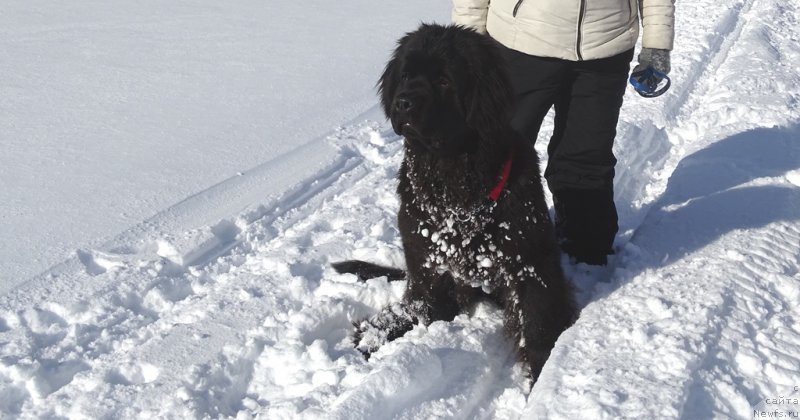 Фото: ньюфаундленд S'Nezhnaya Vjuga Van Gils Classik (С'Нежная Вьюга Ван Гилс Классик)