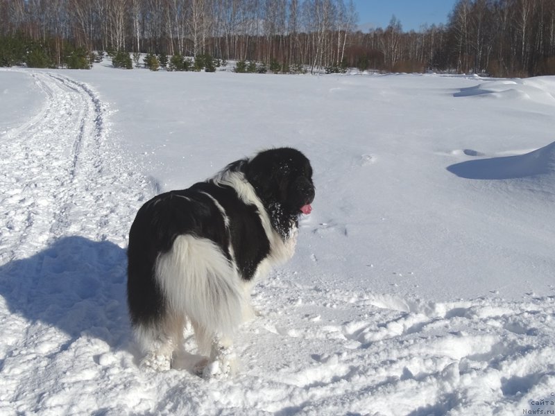 Фотография № 221279