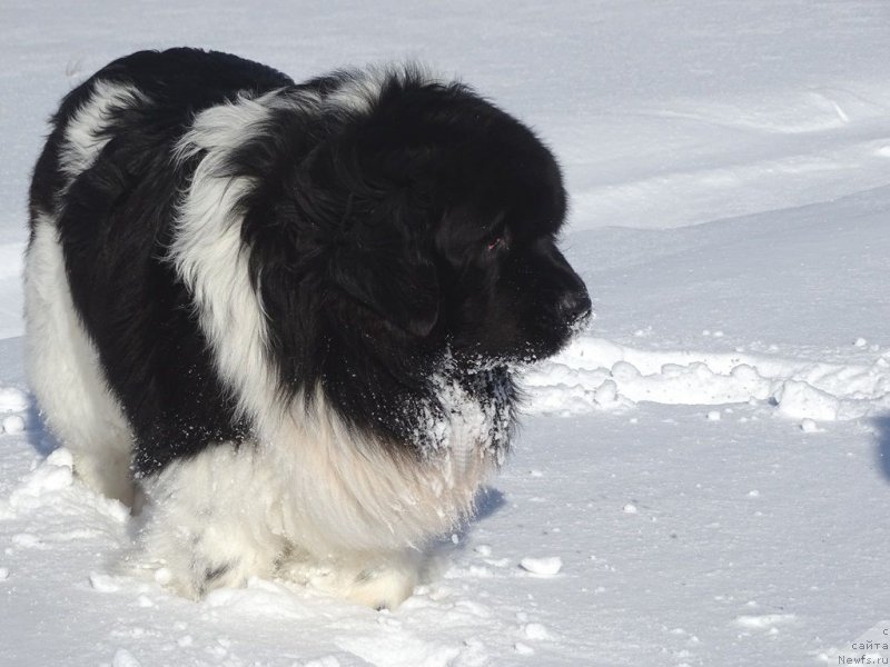 Фотография № 221280