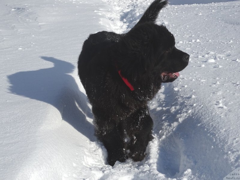 Фото: ньюфаундленд S'Nezhnaya Vjuga Van Gils Classik (С'Нежная Вьюга Ван Гилс Классик)