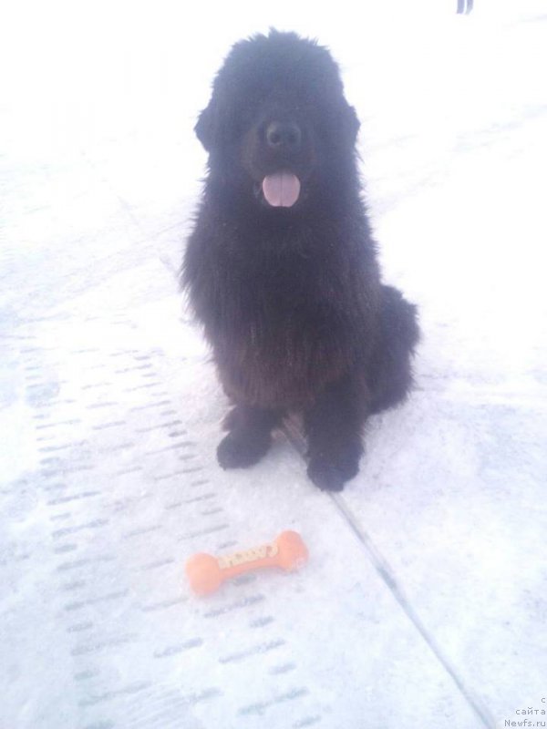 Фото: ньюфаундленд Super Premium Norvegiya (Супер Премиум Норвегия)