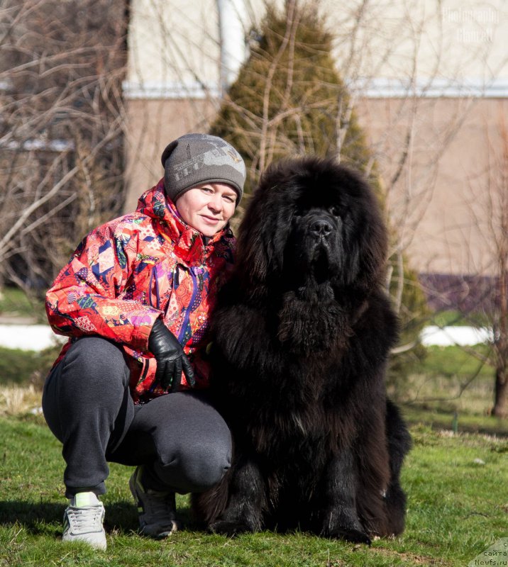 Фото: ньюфаундленд Super Premium Cirius (Супер Премиум Цириус)