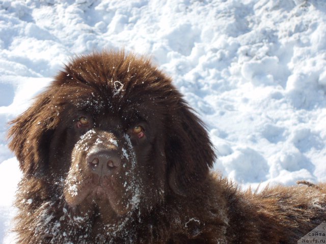 Фото: ньюфаундленд Brownblood MSK Sabina Ester (Браунблад МСК Сабина Эстер)