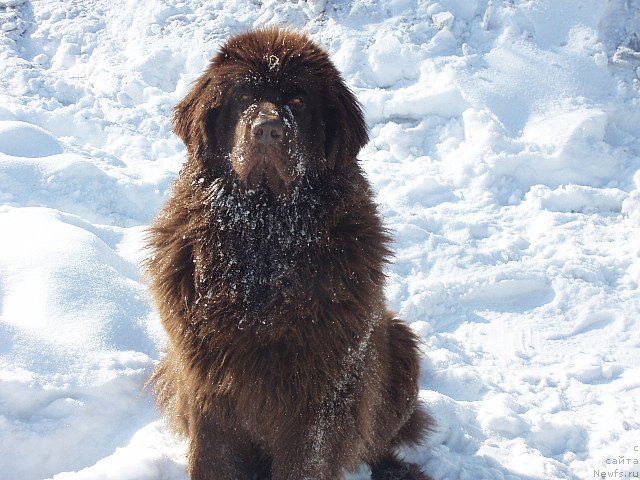 Фото: ньюфаундленд Brownblood MSK Sabina Ester (Браунблад МСК Сабина Эстер)