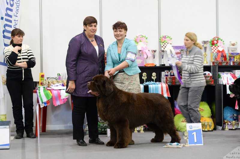 Фото: ньюфаундленд Esaul s Berega Dona (Есаул с Берега Дона)