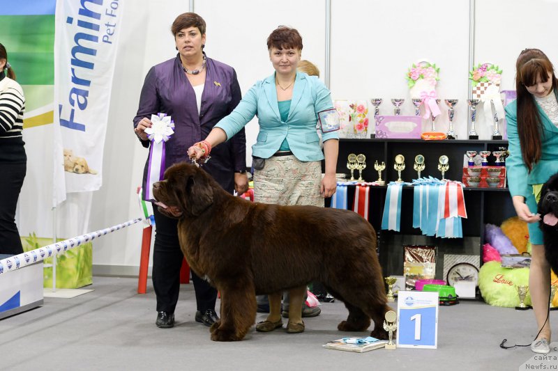Фото: ньюфаундленд Esaul s Berega Dona (Есаул с Берега Дона)
