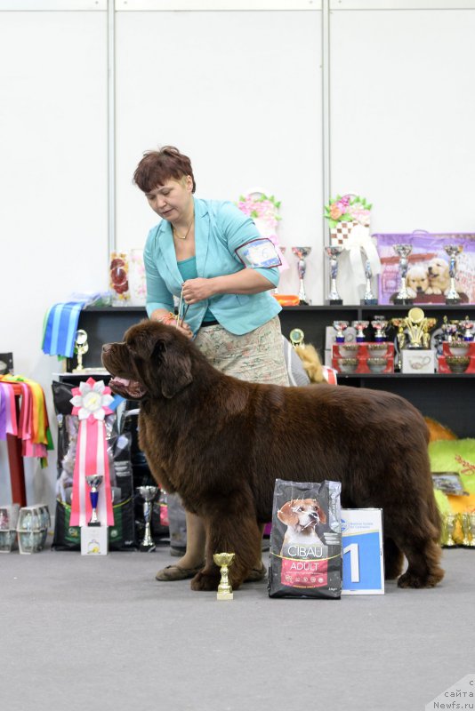 Фото: ньюфаундленд Esaul s Berega Dona (Есаул с Берега Дона)