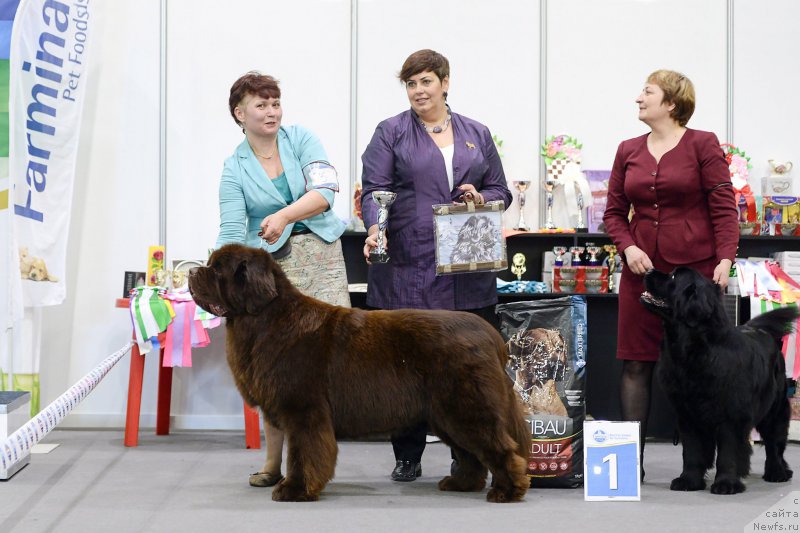 Фото: ньюфаундленд Esaul s Berega Dona (Есаул с Берега Дона)