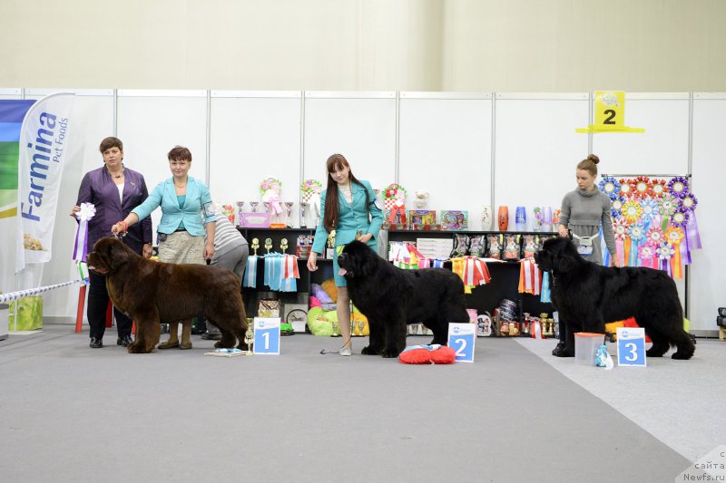 Фото: ньюфаундленд Esaul s Berega Dona (Есаул с Берега Дона)